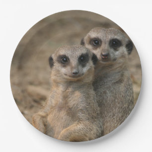 Prato De Papel Meerkat_20170901_by_JAMFoto