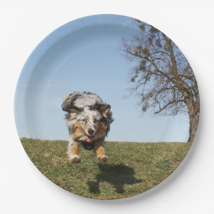 Prato De Papel Miniatura de Shepherd Blue Merle