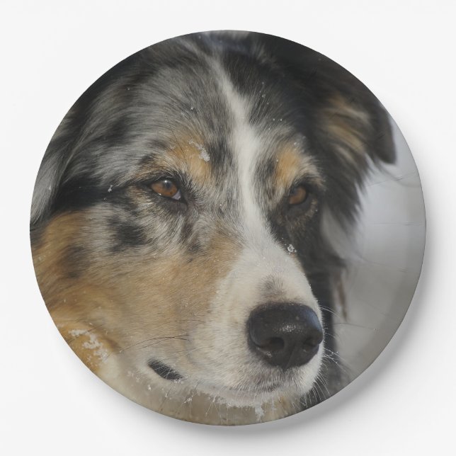Prato De Papel Miniature American Shepherd Blue Merle segundo (Frente)