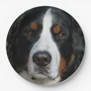 Prato De Papel montanha bernese dog.png