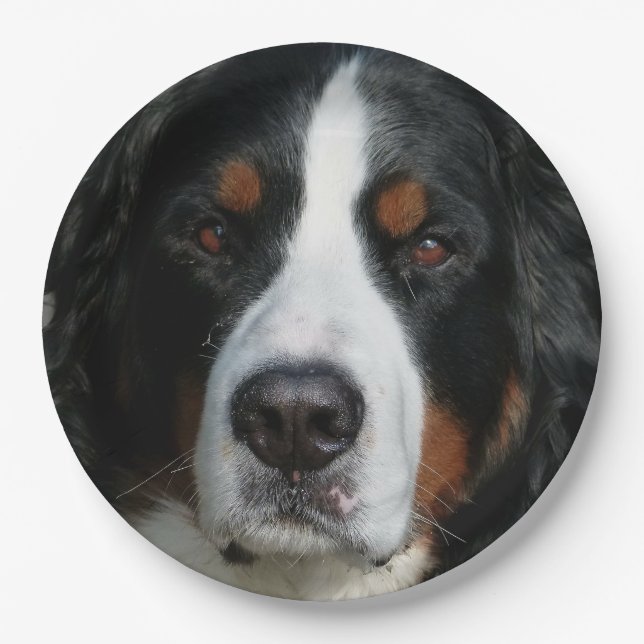 Prato De Papel montanha bernese dog.png (Frente)