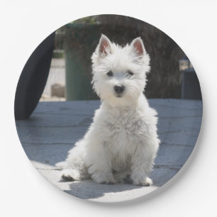Prato De Papel Montanhas ocidentais brancas Terrier que senta-se