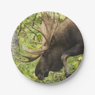 Prato De Papel Moose Sensante