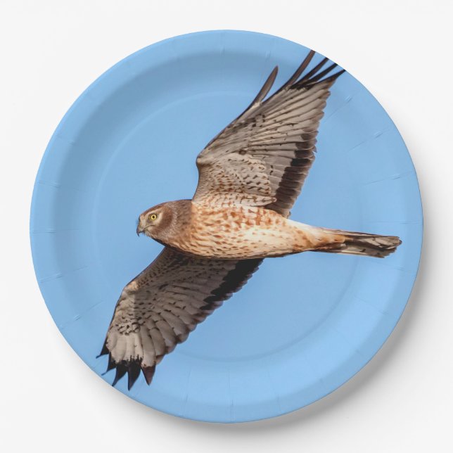 Prato De Papel Norte Harrier em voo (Frente)