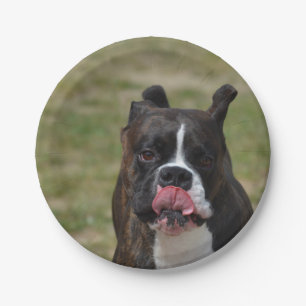 Prato De Papel O cão do pugilista que lambe seu desbasta
