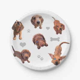Prato De Papel O dachshund vermelho do chocolate de Eridox dapple