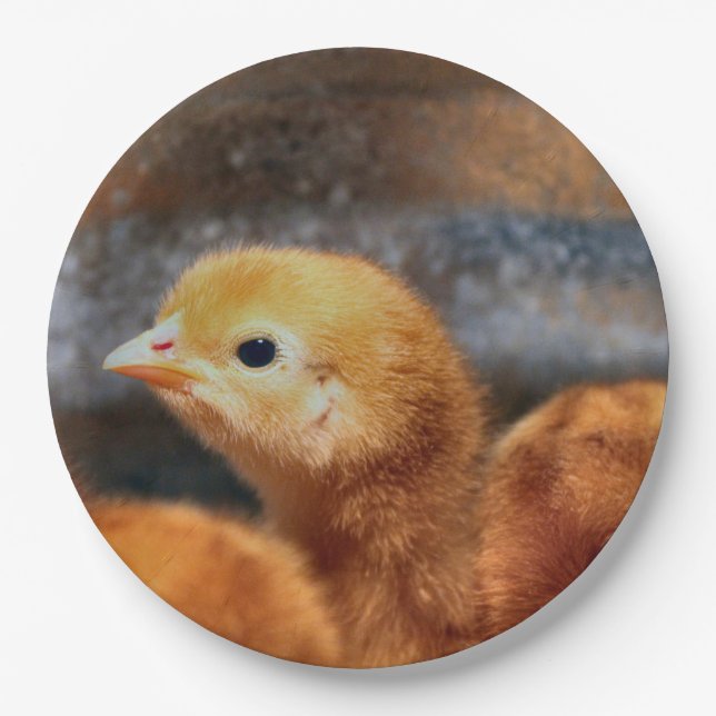 Prato De Papel Olhar (Frente)