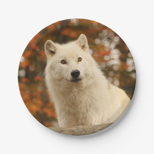 Prato De Papel Optimismo (Frente)