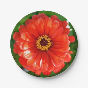 Prato De Papel Orange Zinnia