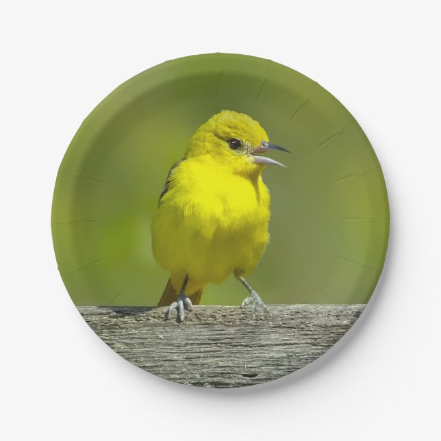 Prato De Papel Orchard Oriole - Fotografia original (Frente)