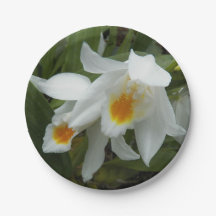 Orquídeas Brancas de Coelogyne Mooreana