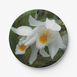 Prato De Papel Orquídeas Brancas de Coelogyne Mooreana