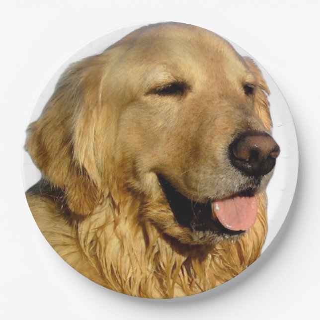 Prato De Papel Ouro - Chapas de papel para o Retriever (Frente)