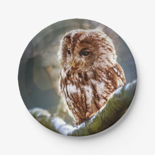 Prato De Papel Owl Hoo
