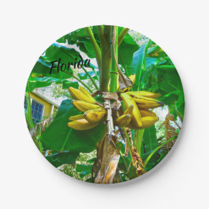 Prato De Papel Palmeira tropical St Augustine Florida da banana