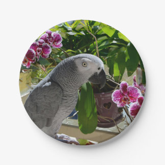 Prato De Papel Papagaio-Cinza africano com orquídeas