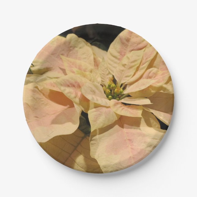 Prato De Papel Papelão rosa-rosado Poinsettia (Frente)