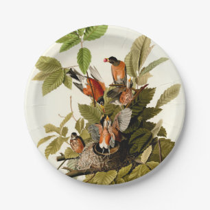 Prato De Papel Pássaro Americano Robin Wildlife