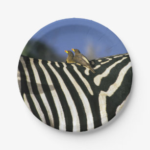 Prato De Papel Pássaro-bicho-da-bico-vermelho em uma Zebra de vo