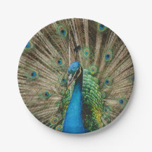 Pavão