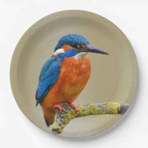 Prato De Papel Perching Kingfisher