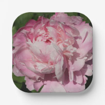 Pink Peony