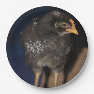 Prato De Papel Pista