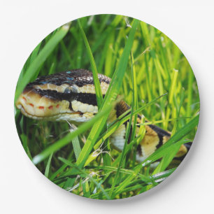 Prato De Papel pitão da bola em grass.png
