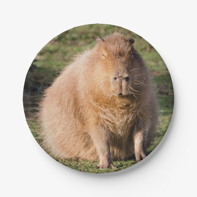 Prato De Papel Placa de Capybara (Frente)