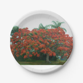 Prato De Papel placa de papel