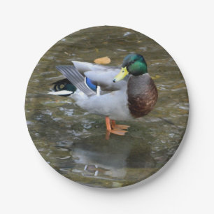Prato De Papel Placa de papel Mallard Duck (Masculino)