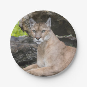 Prato De Papel Placas de papel da pantera de Florida