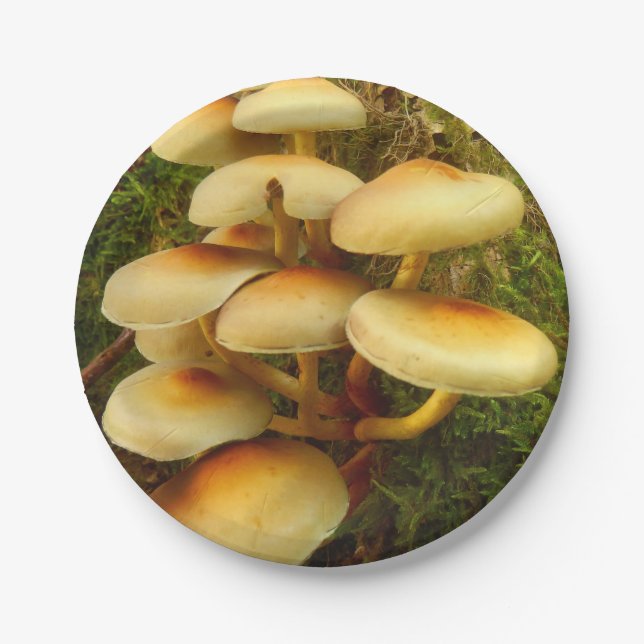 Prato De Papel Placas de papel do cogumelo do fasciculare de (Frente)