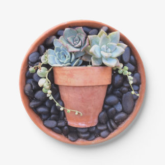 Prato De Papel Pote do Succulent em uma placa de papel do pote