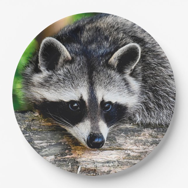 Prato De Papel Raccoon 003 (Frente)