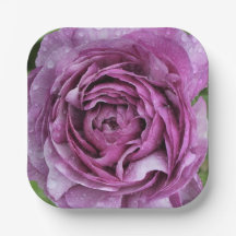 Ranunculus Roxo