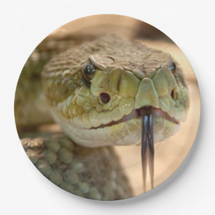 Prato De Papel Rattlesnake Closeup Photo