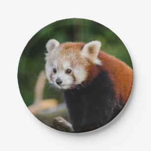 Prato De Papel Red Panda Bear