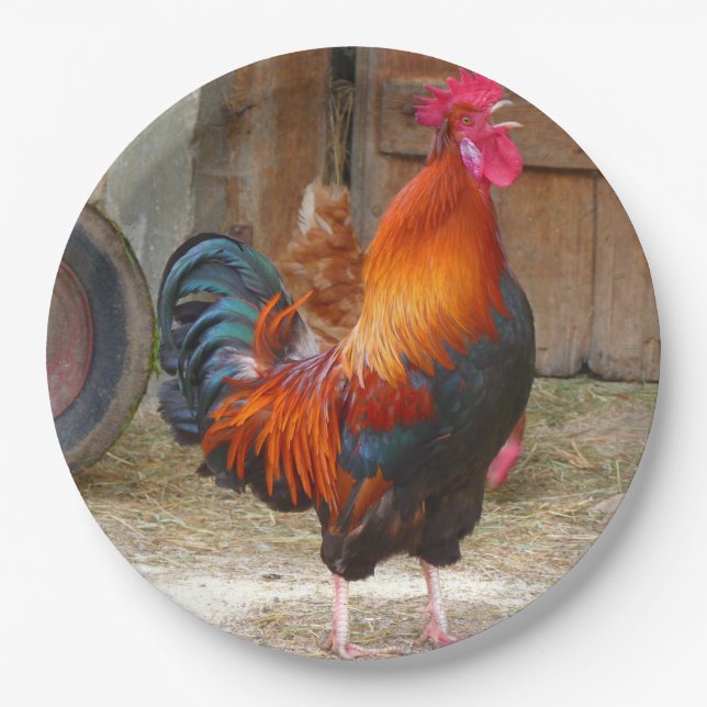 Prato De Papel Rhode Island Red Rooster Crowing em Barnyard (Frente)