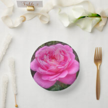 Rosa Rosa Romântica 'Leonardo Da Vinci'   