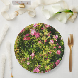 Prato De Papel Rosas rosa na floração