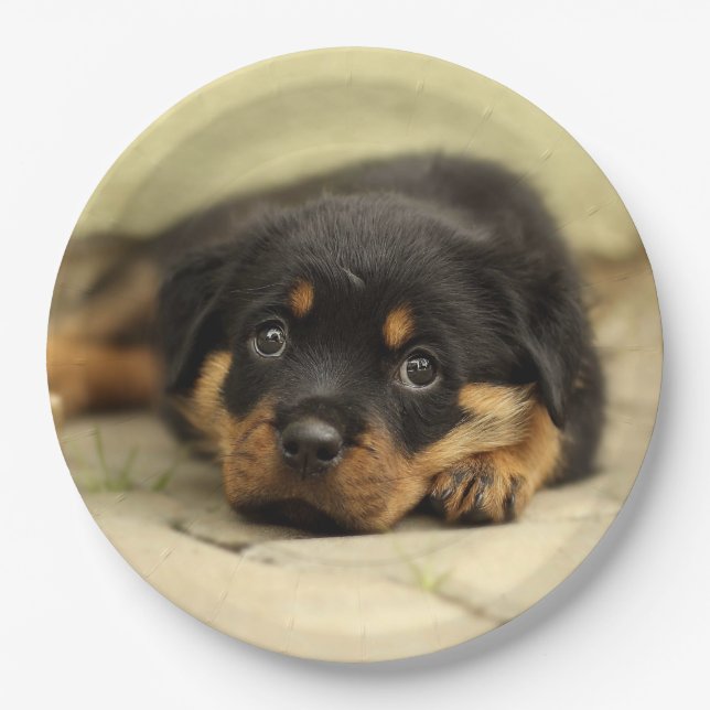 Prato De Papel Rottweiler20150901 (Frente)