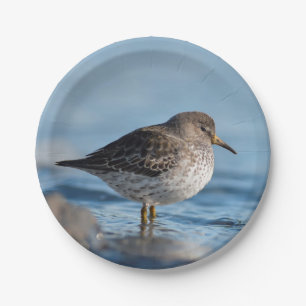 Prato De Papel Searing Rock Sandpiper