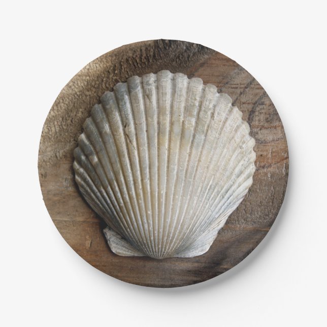 Prato De Papel Seashell - Placa de Papel (Frente)