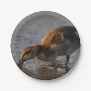 Prato De Papel Sesty Baby