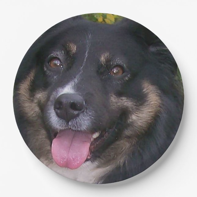 Prato De Papel Shepherd Black Tri Americano Miniatura (Frente)