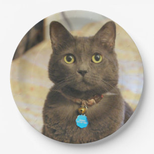 Prato De Papel Sinais