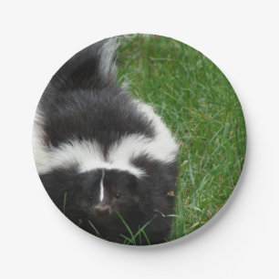 Prato De Papel skunk-2