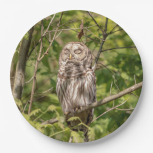 Prato De Papel Sleepy Barred Owl