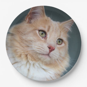 Prato De Papel Sr. Handsome